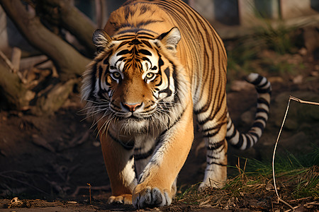 户外漫步的老虎动物图片
