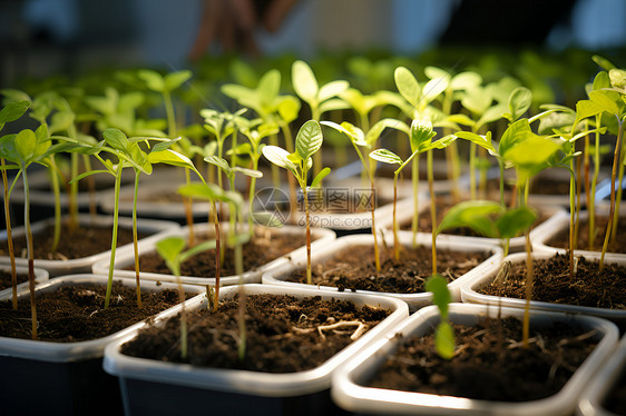 静态植物美学图片