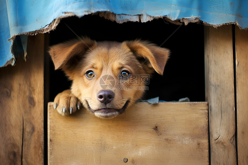 狗狗从木窗户里张望图片