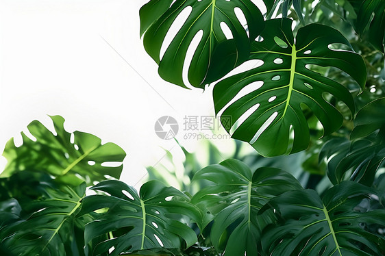 翠绿蕨类植物图片