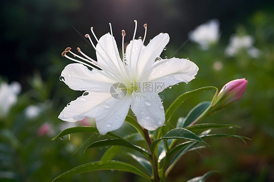 夏日盛开的花朵图片