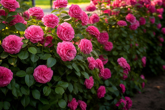 浪漫花园里的粉色鲜花图片