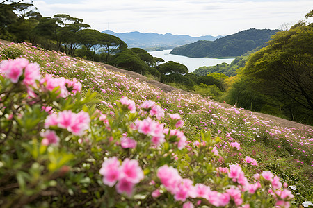 五彩斑斓的花海图片