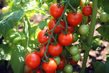 丰收时季的番茄图片