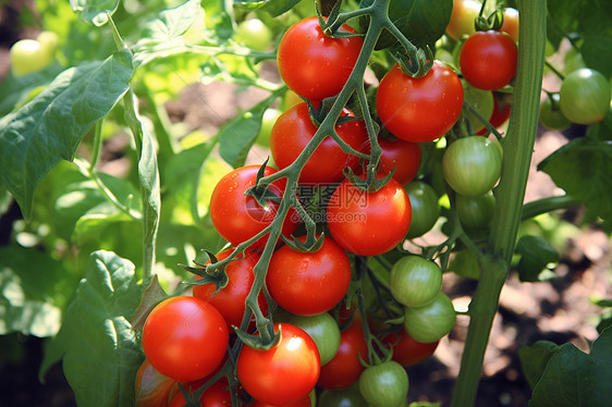 丰收时季的番茄图片