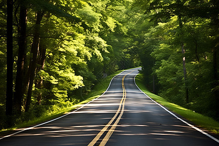 森林里的绿色公路背景图片