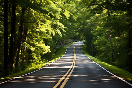 森林里的绿色公路图片