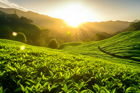 植物叶子夕阳映照下的茶园背景