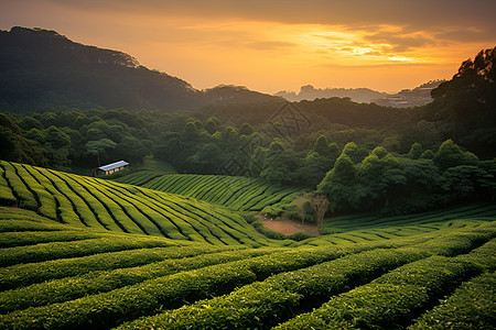 夕阳下的茶园图片