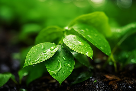 叶子上的雨滴图片