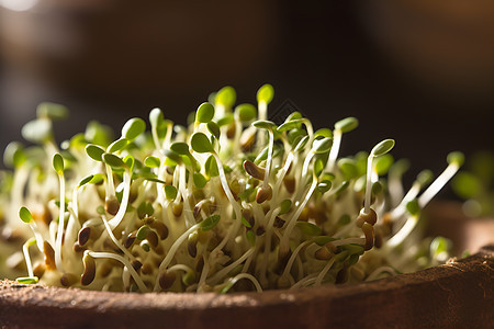 有机蔬菜豆芽图片