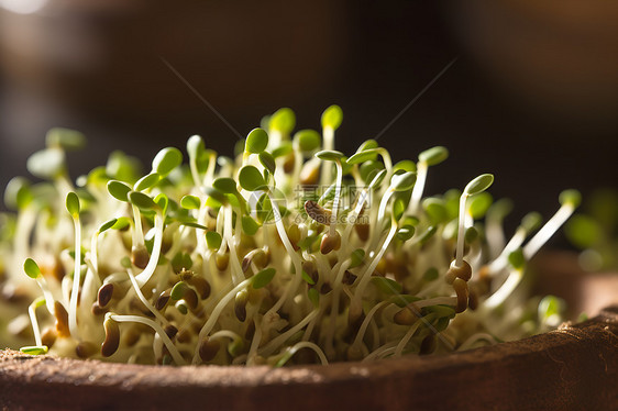 有机蔬菜豆芽图片