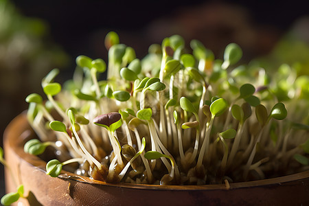 生长的有机蔬菜豆芽背景图片