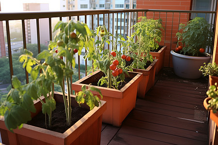 阳台的蔬菜背景图片