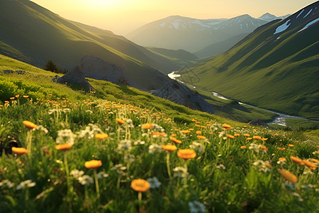 日出山峦间的花海图片