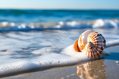 海滩上的泡沫和贝壳图片