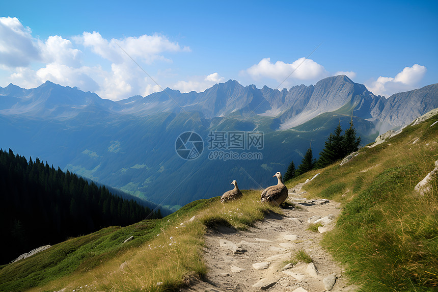 草原道路上的大鹅图片