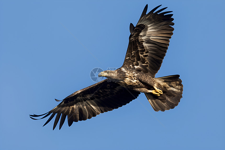 自由翱翔的秃鹰图片