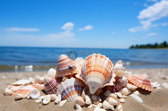 海滩美丽的贝壳图片