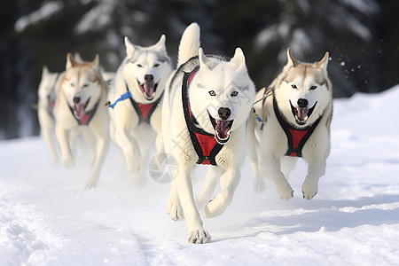 冰雪奔跑的雪橇犬图片