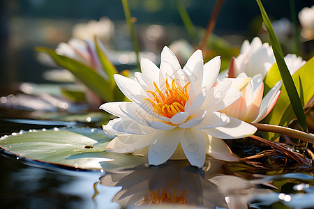 夏季池塘中绽放的莲花花朵图片