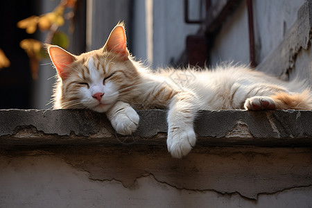 趴在墙上睡觉的小猫图片