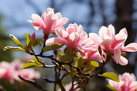 粉色的樱花花朵背景图片