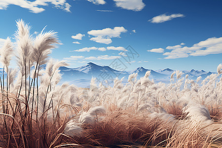草原芦苇风景背景图片