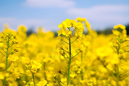 乡村农业种植的油菜花田图片