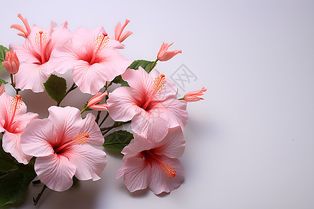 盛开的一束粉色花朵图片