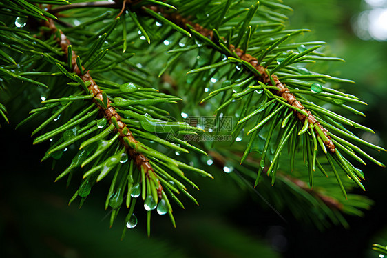 雨滴闪烁的松树枝图片