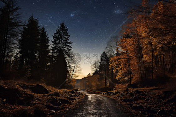 星空下的树林道路图片