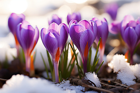 雪地中紫色花朵图片