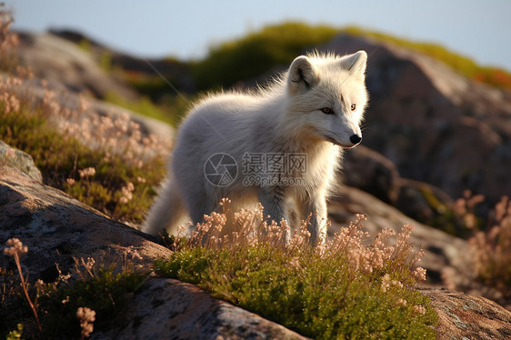 山脉上的白狐图片
