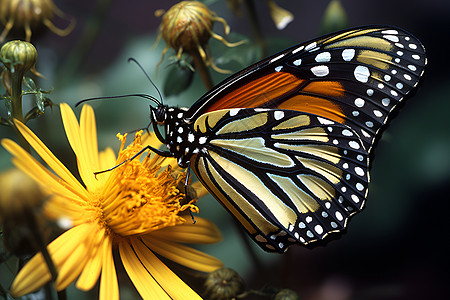 蝴蝶在金花上休息图片