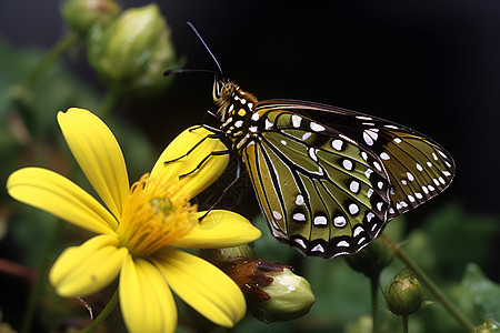 一只蝴蝶停在一朵花上图片