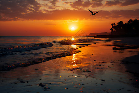 海上飞翔的鸟儿夕阳映照水面倒影图片