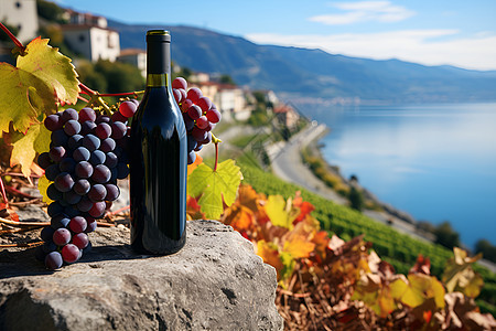 葡萄酒与葡萄的结合背景图片