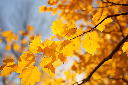 金黄色的秋季树林背景图片