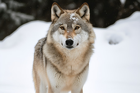 白色狼在雪地中凝视图片