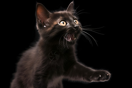小黑猫惊恐地张着嘴巴图片