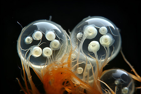 蜗牛卵背景图片
