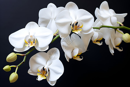一株洁白花朵背景图片