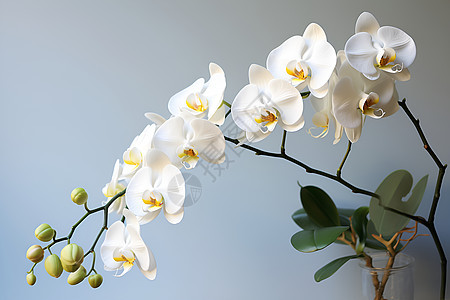 一朵洁白花朵背景图片