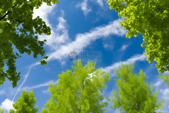 清新蓝天白云绿树图片