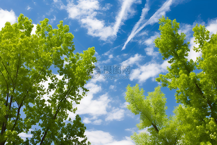 夏日蓝天枝繁叶茂图片