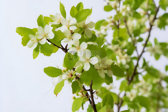 白花绿叶春日绽放图片