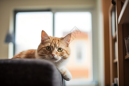 一只搞怪的猫背景图片