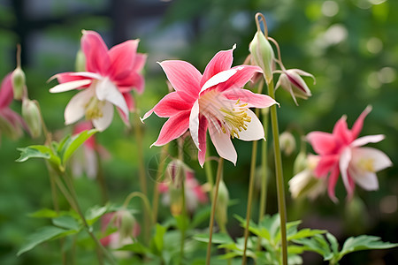 花海中的花朵图片