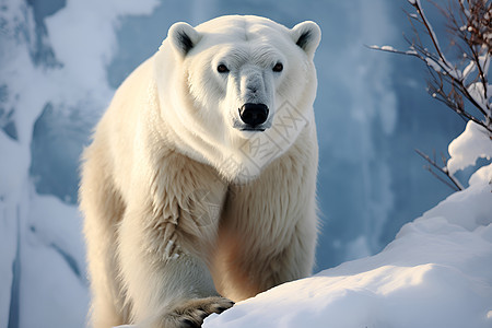 北极熊在雪地上行走图片